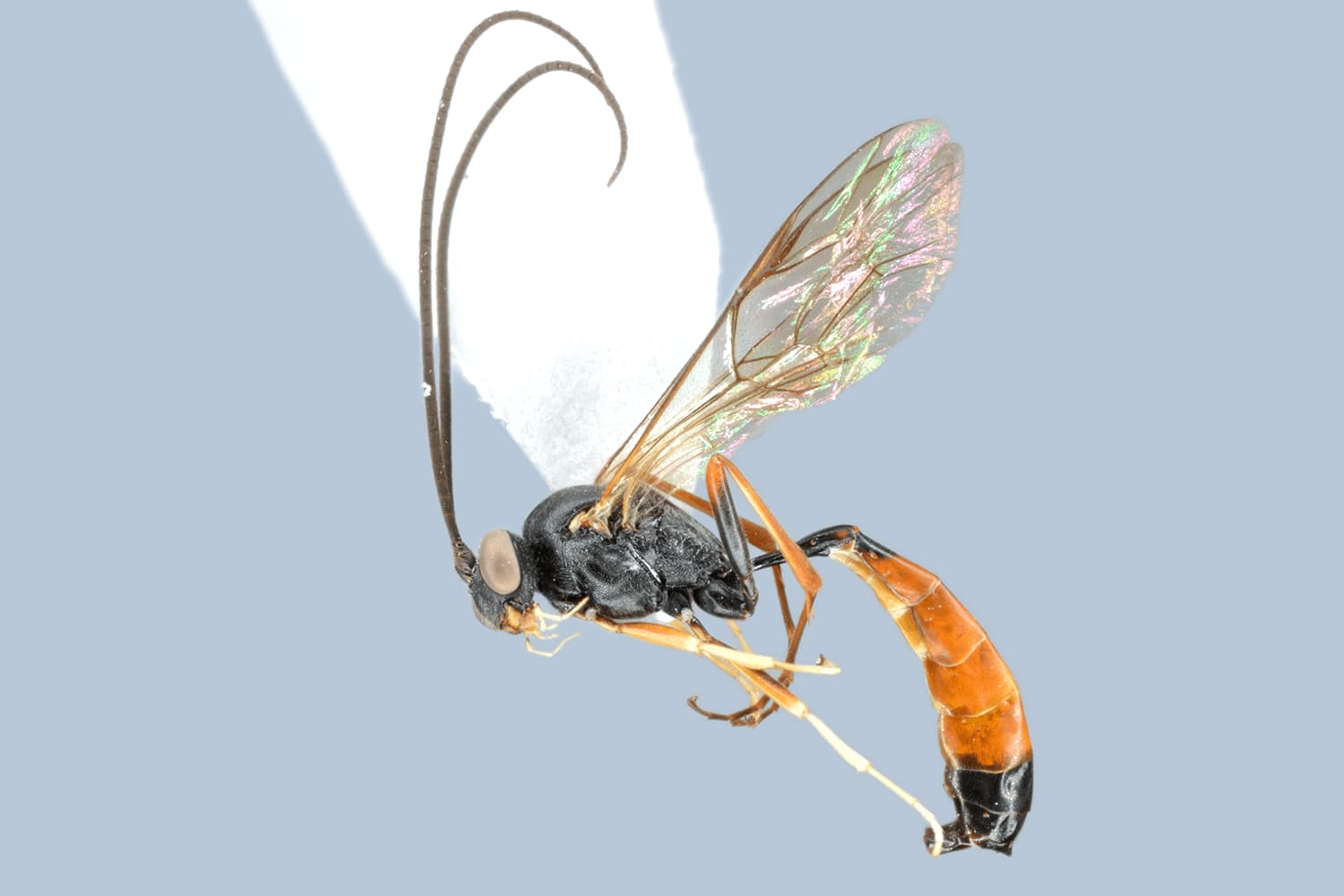 Default image